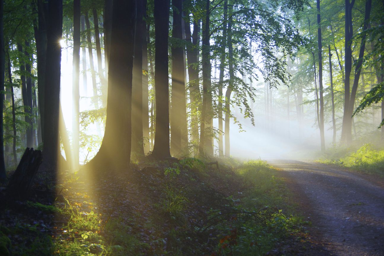 Waldweg inm Sonnenlicht